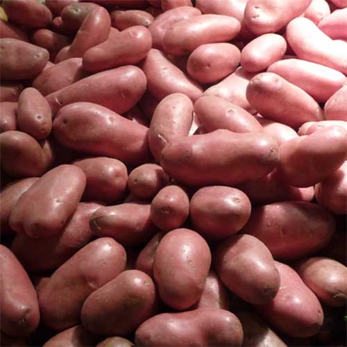Roseval aardappel